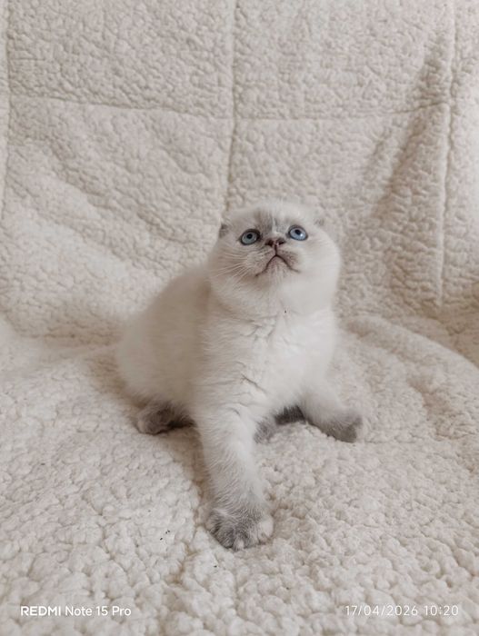 Британски котета и шотлански клепоухи