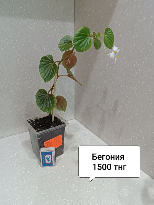 Цветы комнатные в горшках