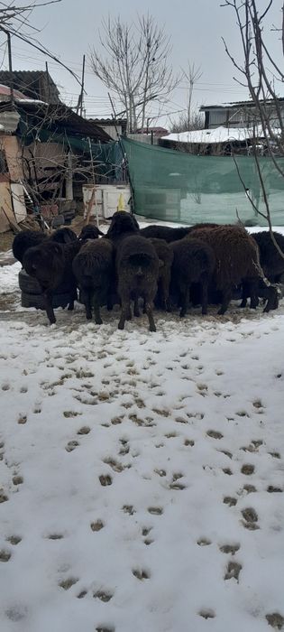 Куй ,кучкорлар , бугозкуй сотилади соглом