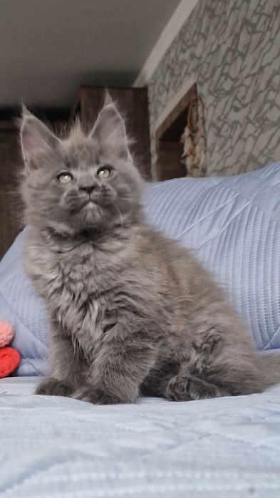 Котёнок мейн-кун