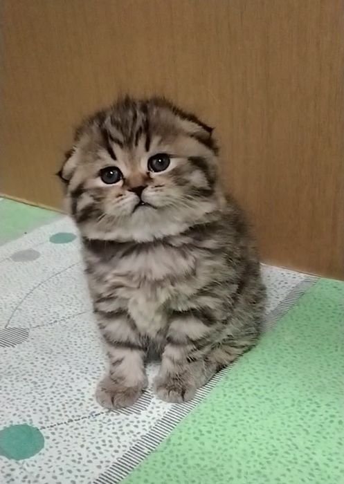 Фолд. Шотландская вислоухая девочка.