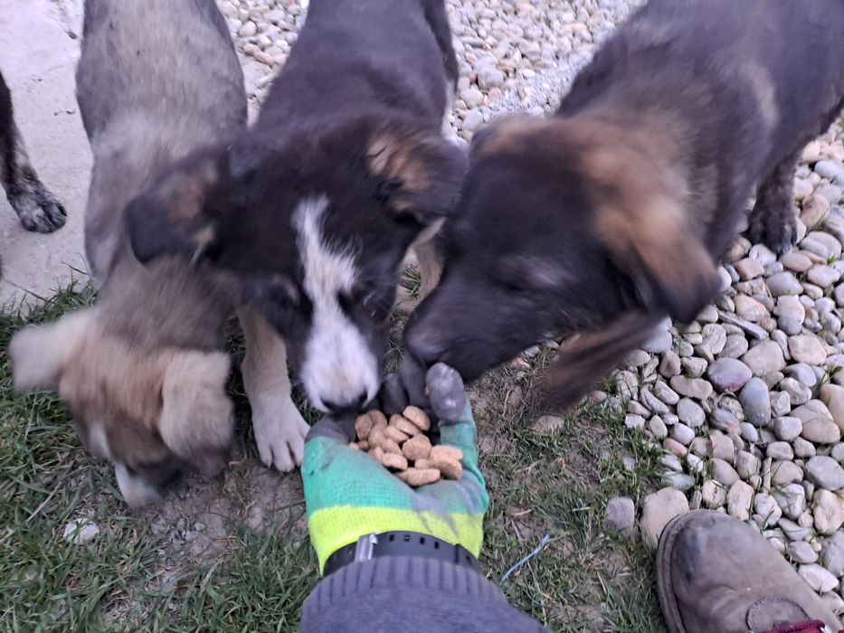 Donez adoptie pui caine Catei catelusi Metis, talie medie