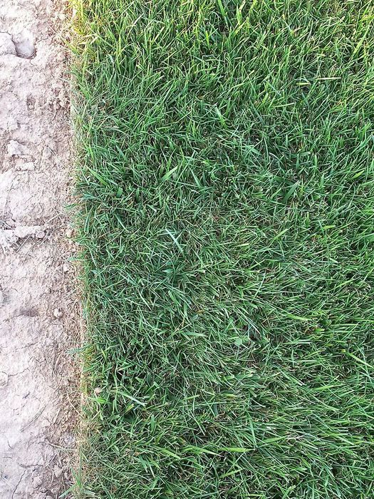 Газон Gazon Палив