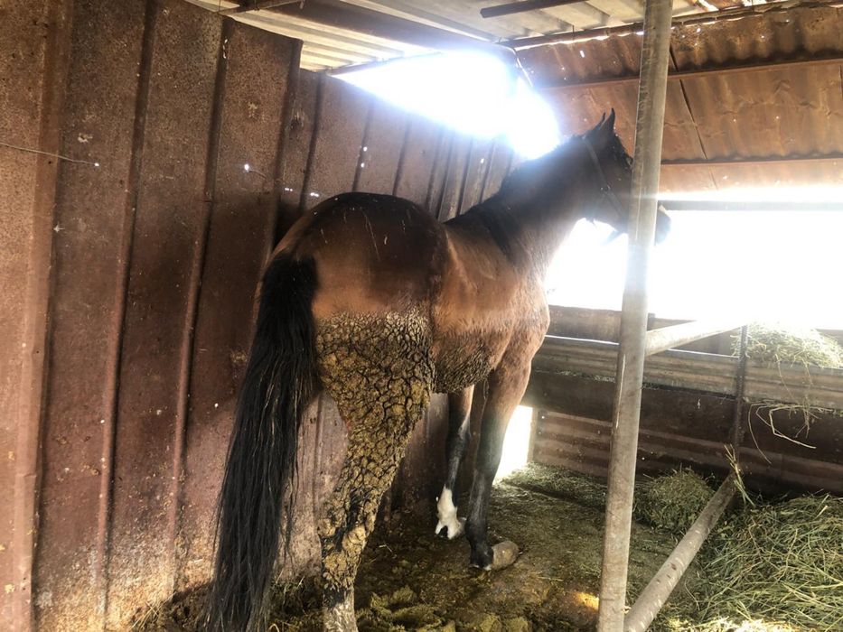 Соғым, жылқы, ет