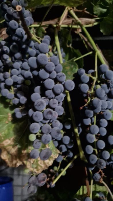 Продам виноград изабелла