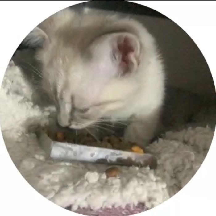 котенок, маленький