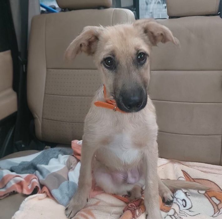 Щенок, три месяца, ищет дом