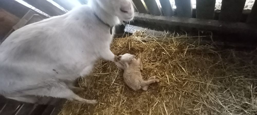 Capra de rasa zana cu o ieduța fetița nascuta la data de  21 febroarie