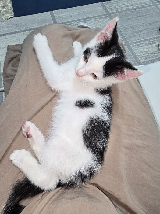 Котёнок мальчик 2,5 месяца