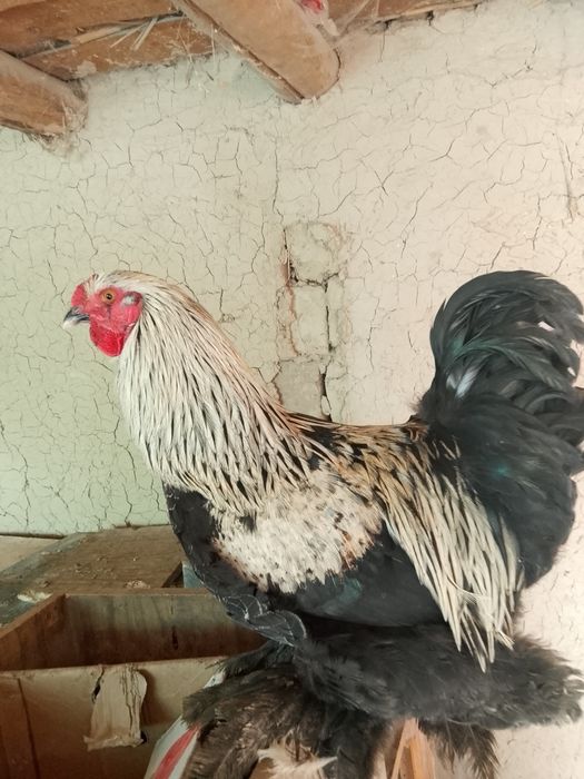 Петухи продается
