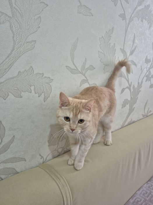 Отдам котёнка 1 год