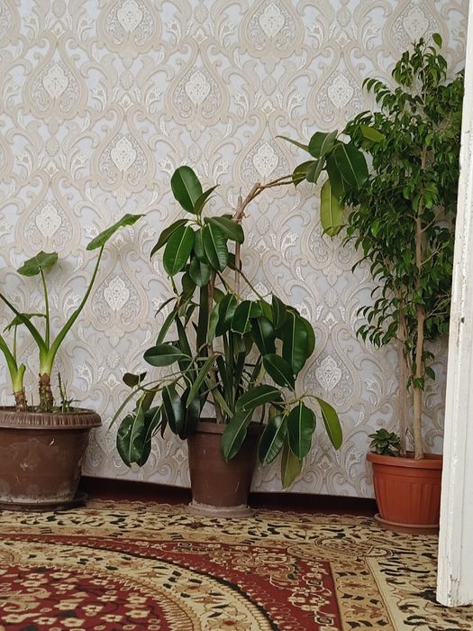 Gullar hanaki va ishhonalarga