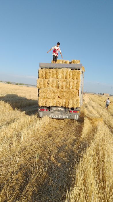 Сабан Салома пресс Жонышка Шөп