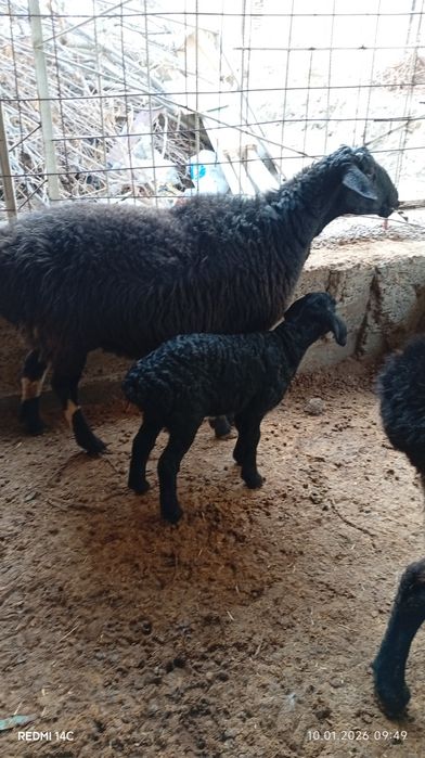 Она бола куй сотилади боласи ургочи!куй йош семиз сифатли хонаки хурон