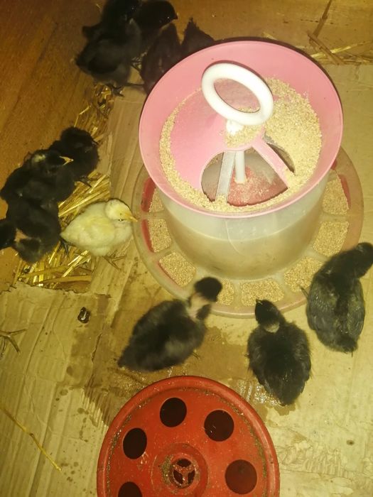 Vând puișori astrolorp