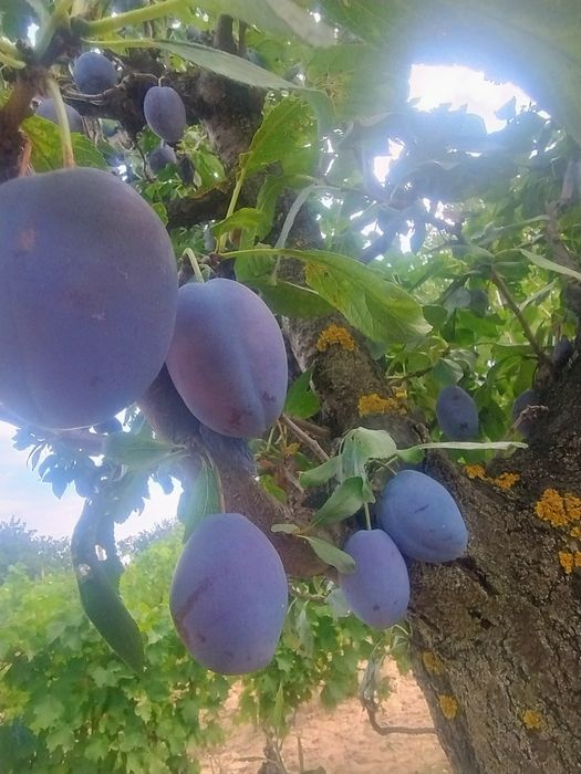 Prune Stanly și Darjan
