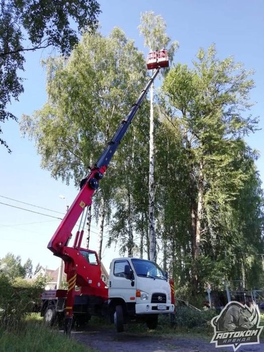 Спил дерева спил деревьев