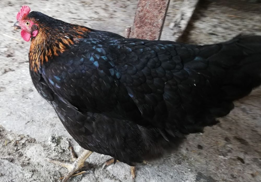 Ярки супер харко за яйца и месо