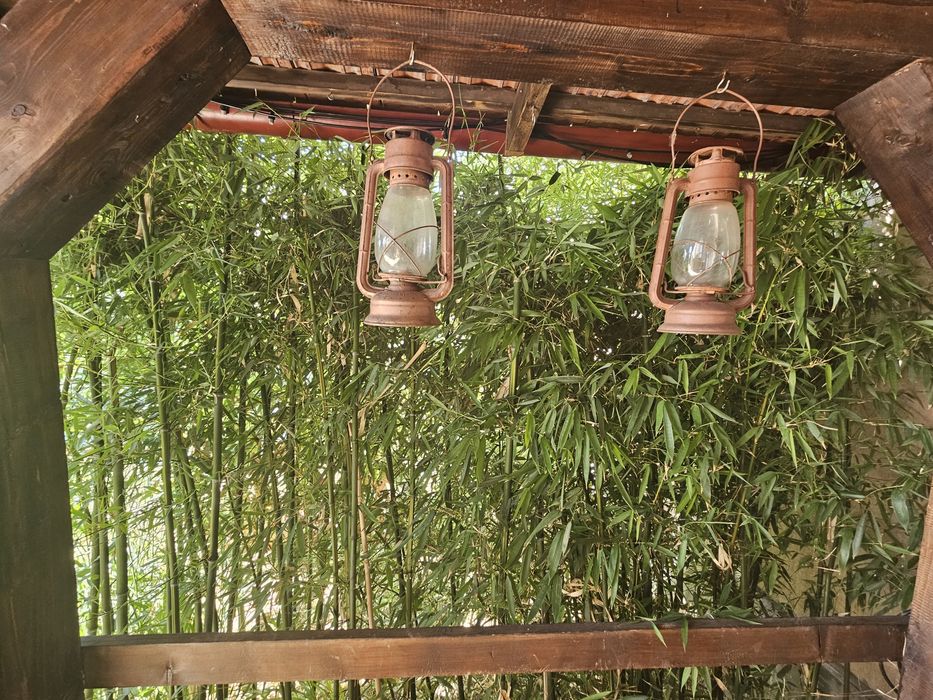 Bananieri / Bambus ornamental