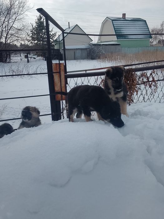 Отдам щенков в добрые руки