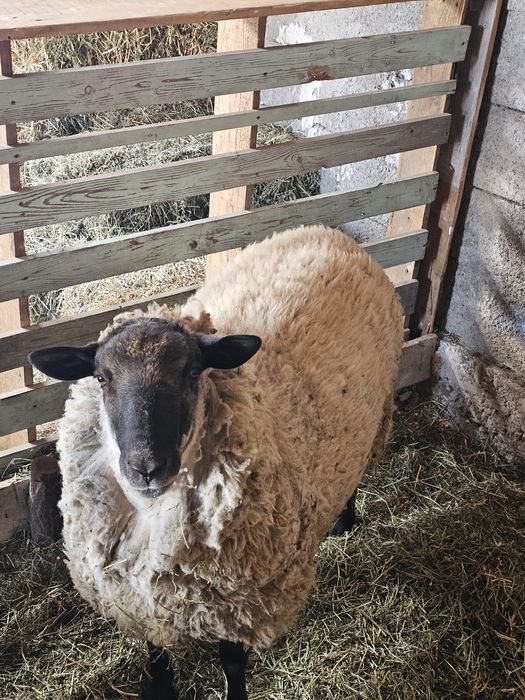 Berbec sufolk  metis de vânzare texel  oaie texel