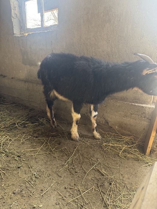 Продам козу или обмен на барана