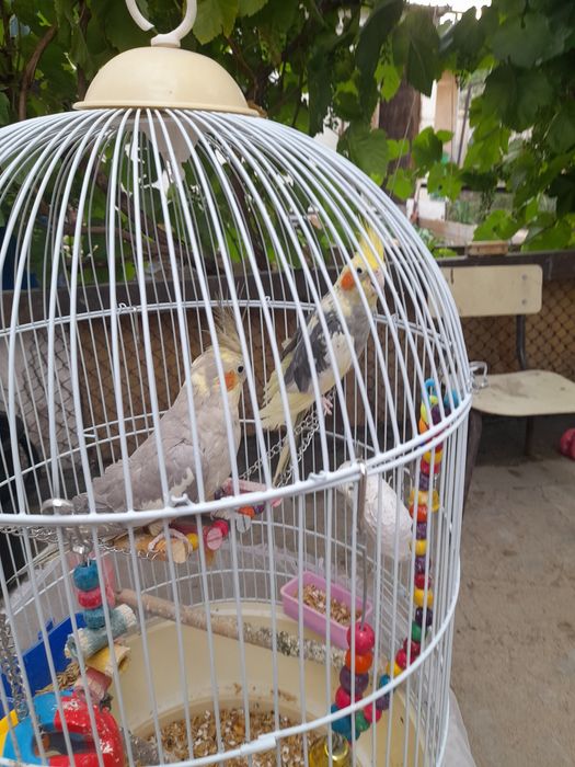 Продам попугаев капелла