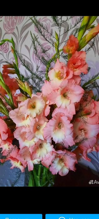 Луковичные цветы гладиолусы