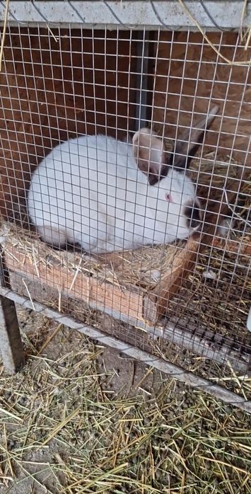 Schimb iepuri cu porumbei