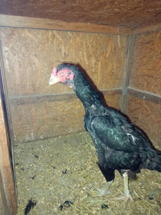 Продаются гусята