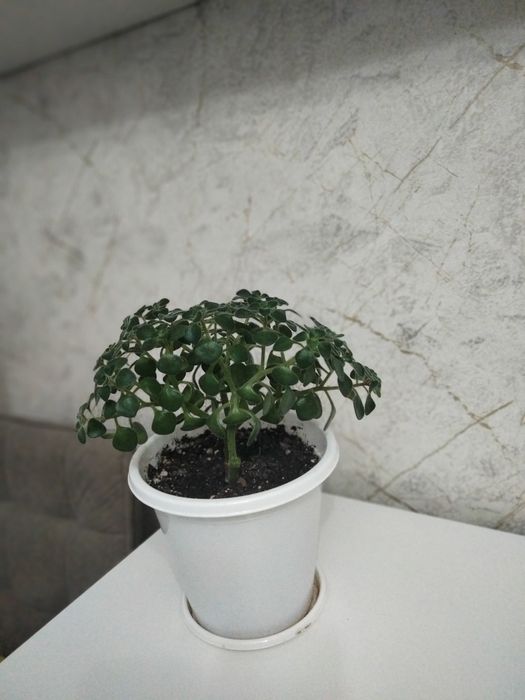 Продается комнатный аихризон