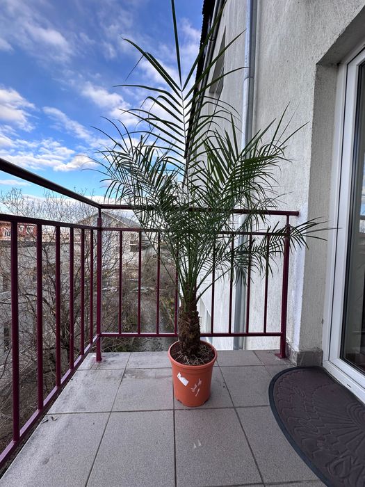 Palmier Phoenix roebeleni (nu Areca, nu Canariensis) 1.30 m