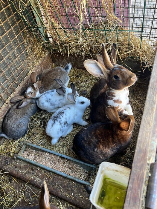 Iepuri rasa Rex de vanzare