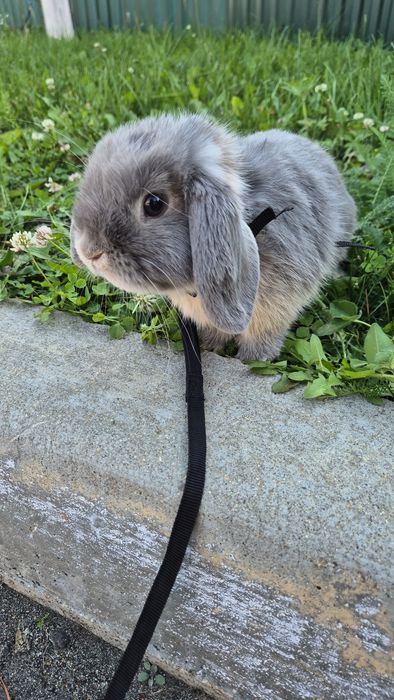 Самец минилоп ищет самку