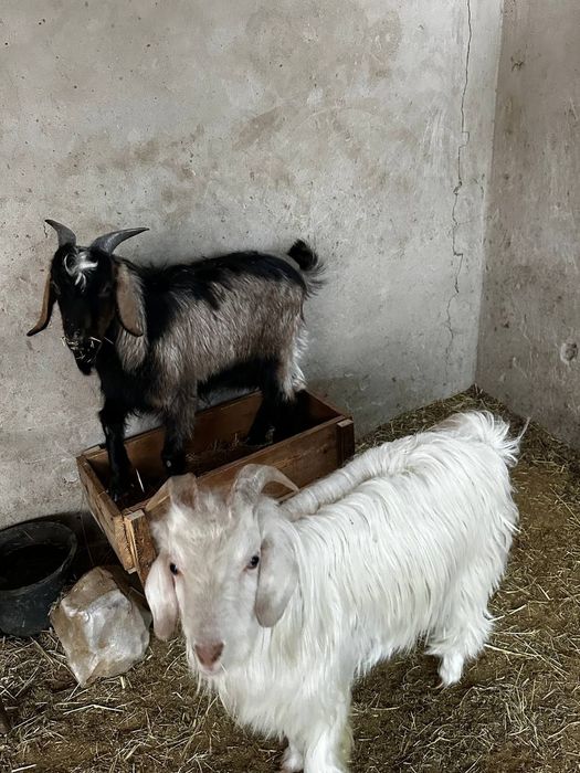 Такачала сотилади