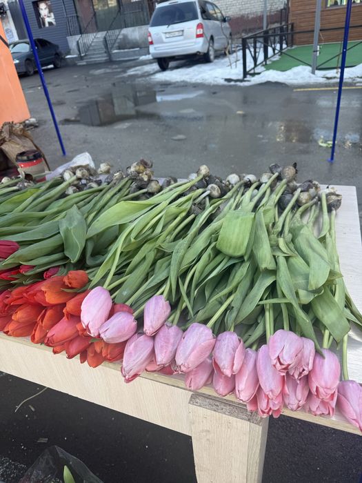 Продается тюльпаны тульпан сатылады