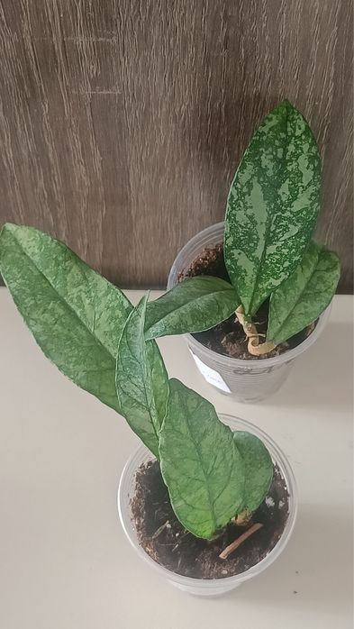 Крассипетиолата сплеш, Пхувуаенсис, Бордени