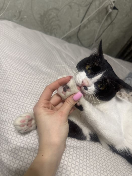 Кот, отдам в добрые руки