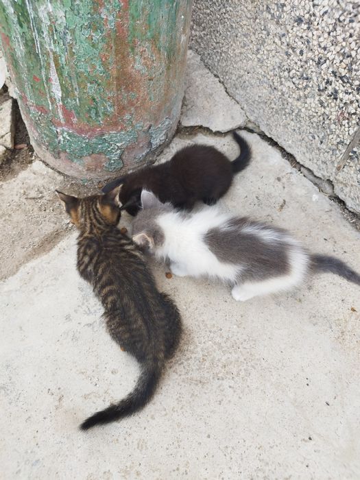 Безплатно-3 котенца и 1 майка