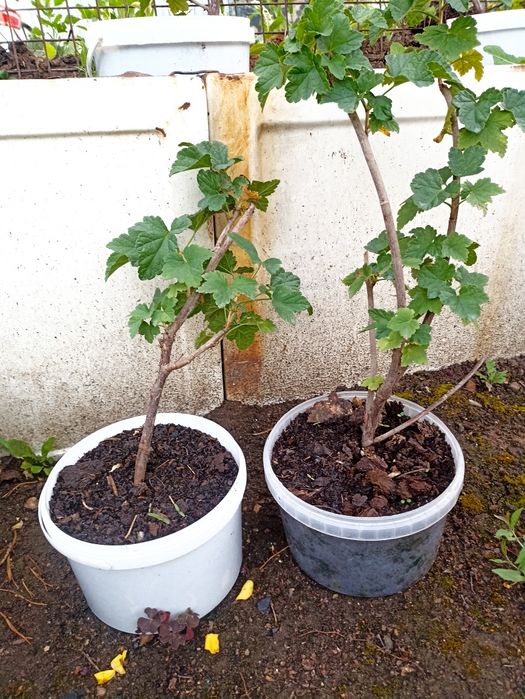 Продам саженец красной смородины