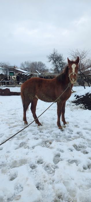 Продам жеребчика.