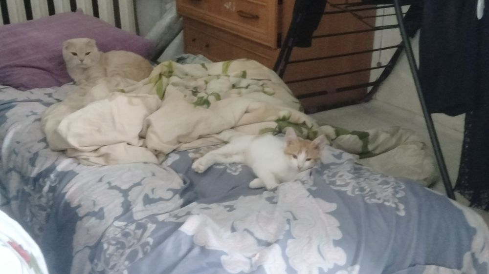 Пропал котёнок возрастом 3 - 4 месяца