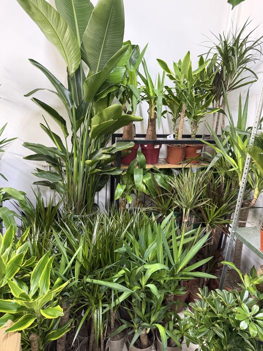 Цветы для офисных помещении