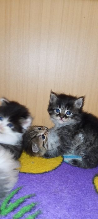 Отдам котят в добрые руки