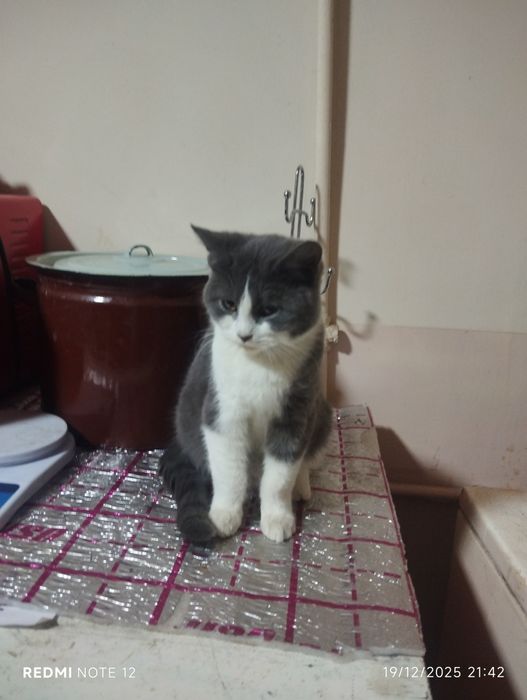 Mushuk  ʼstruktur strayt