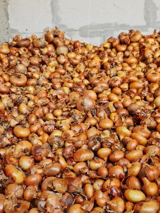 Vând  ceapă Stuttgart