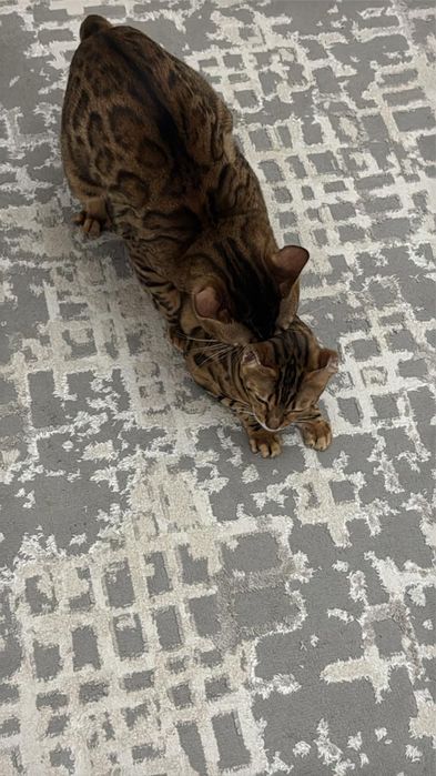 Чистокровные котята Бенгалов!