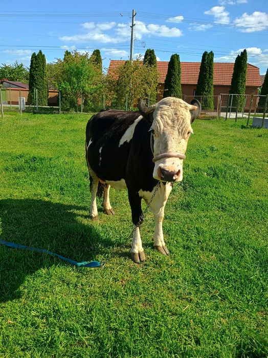 Vând vaca Holstein de 7 ani