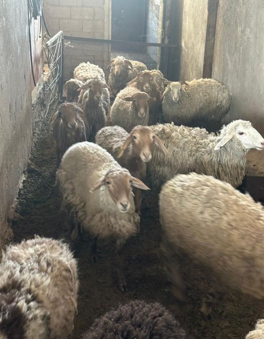 Продаются бараны