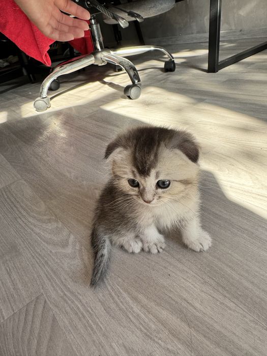 котята британские шиншиллы
